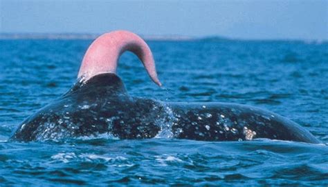 pene de la ballena|¿Qué animal tiene el pene más grande del mundo y ...